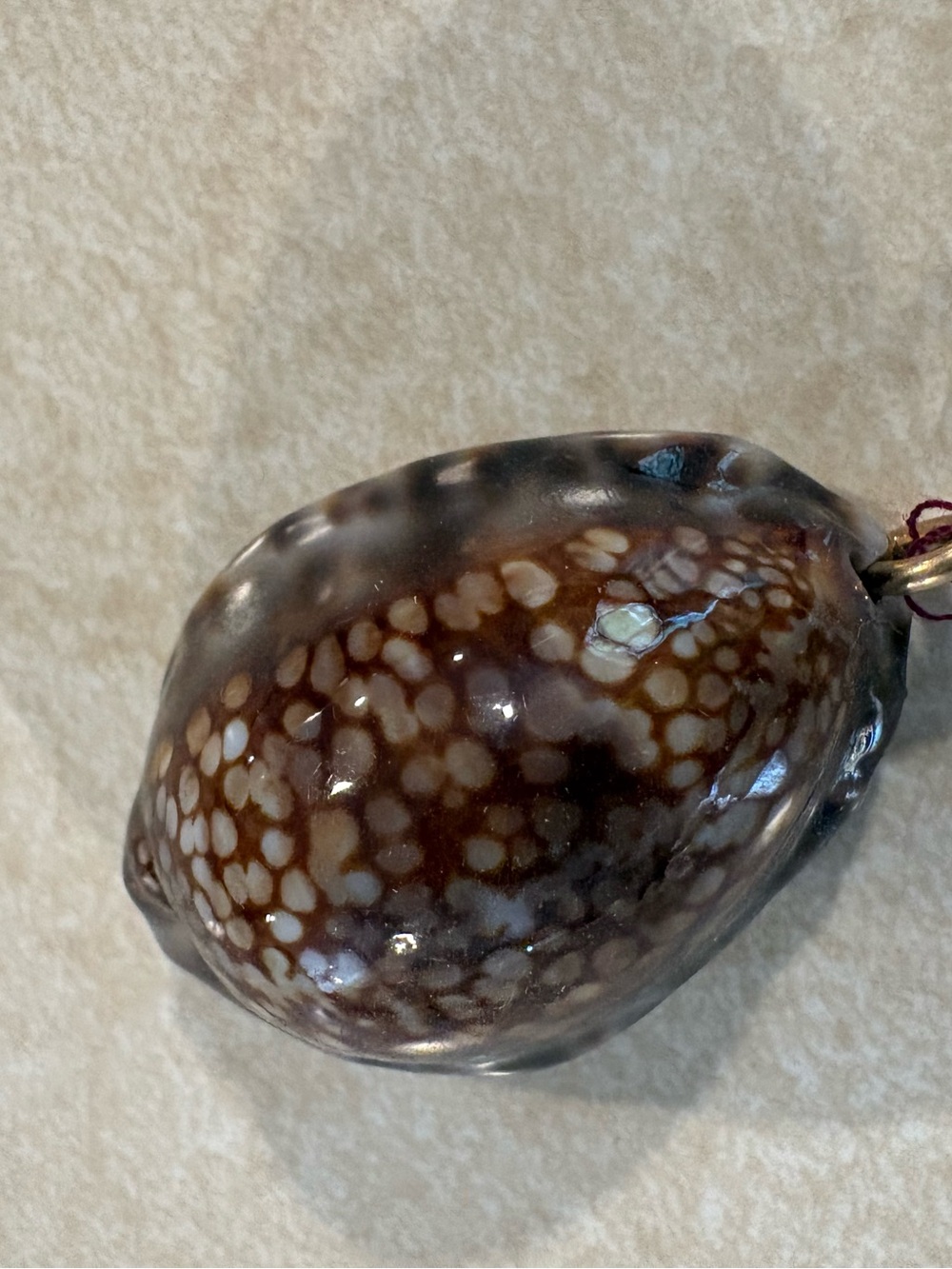 Polished Brown and Cream Cowrie Shell Pendant